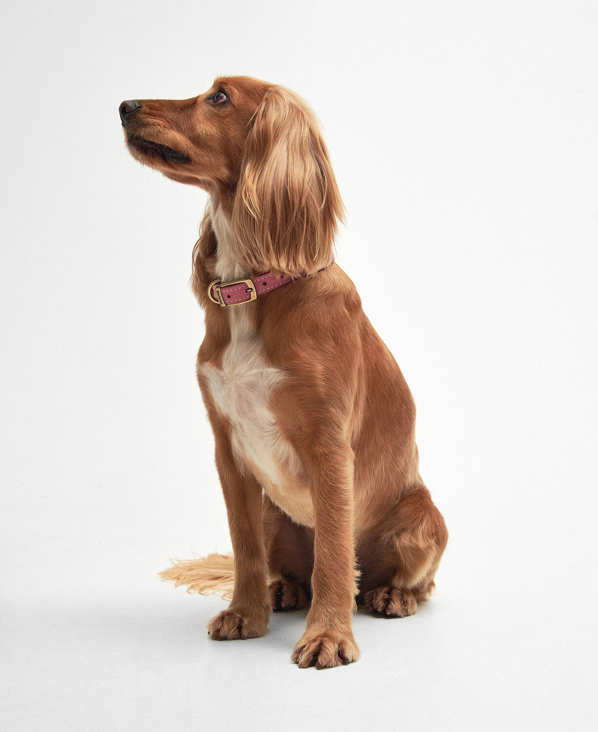 Barbour Leather Dog Collar - Pink