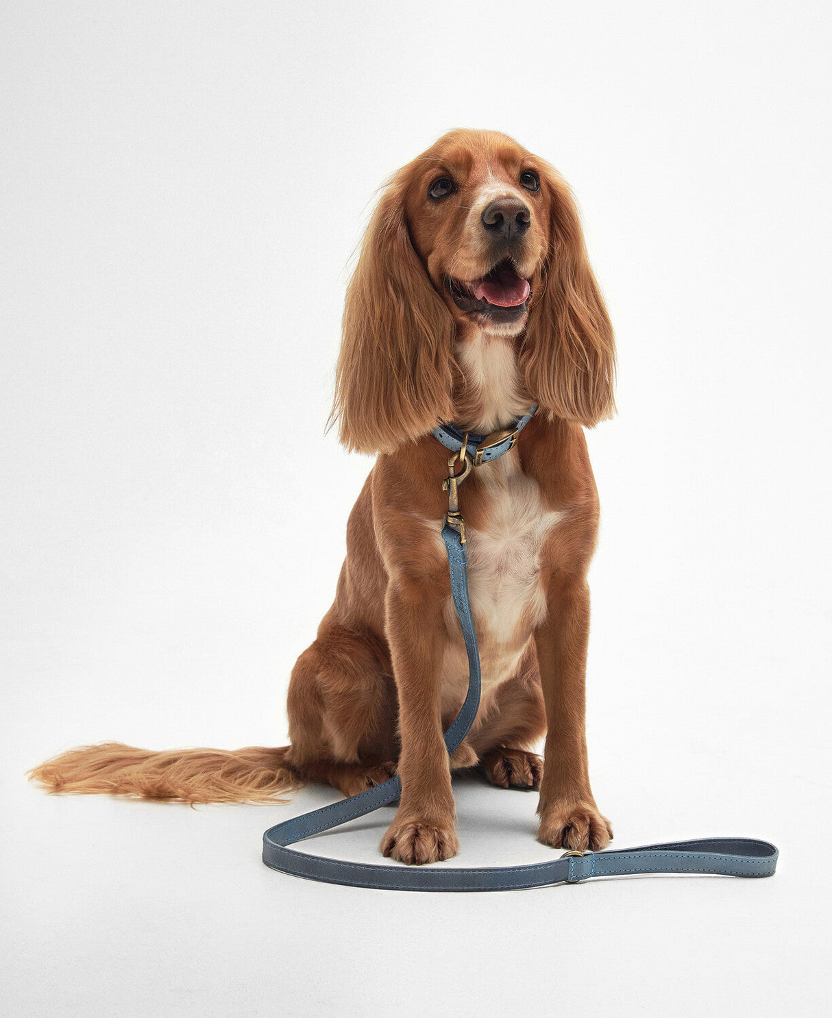 Barbour Leather Dog Lead - Blue