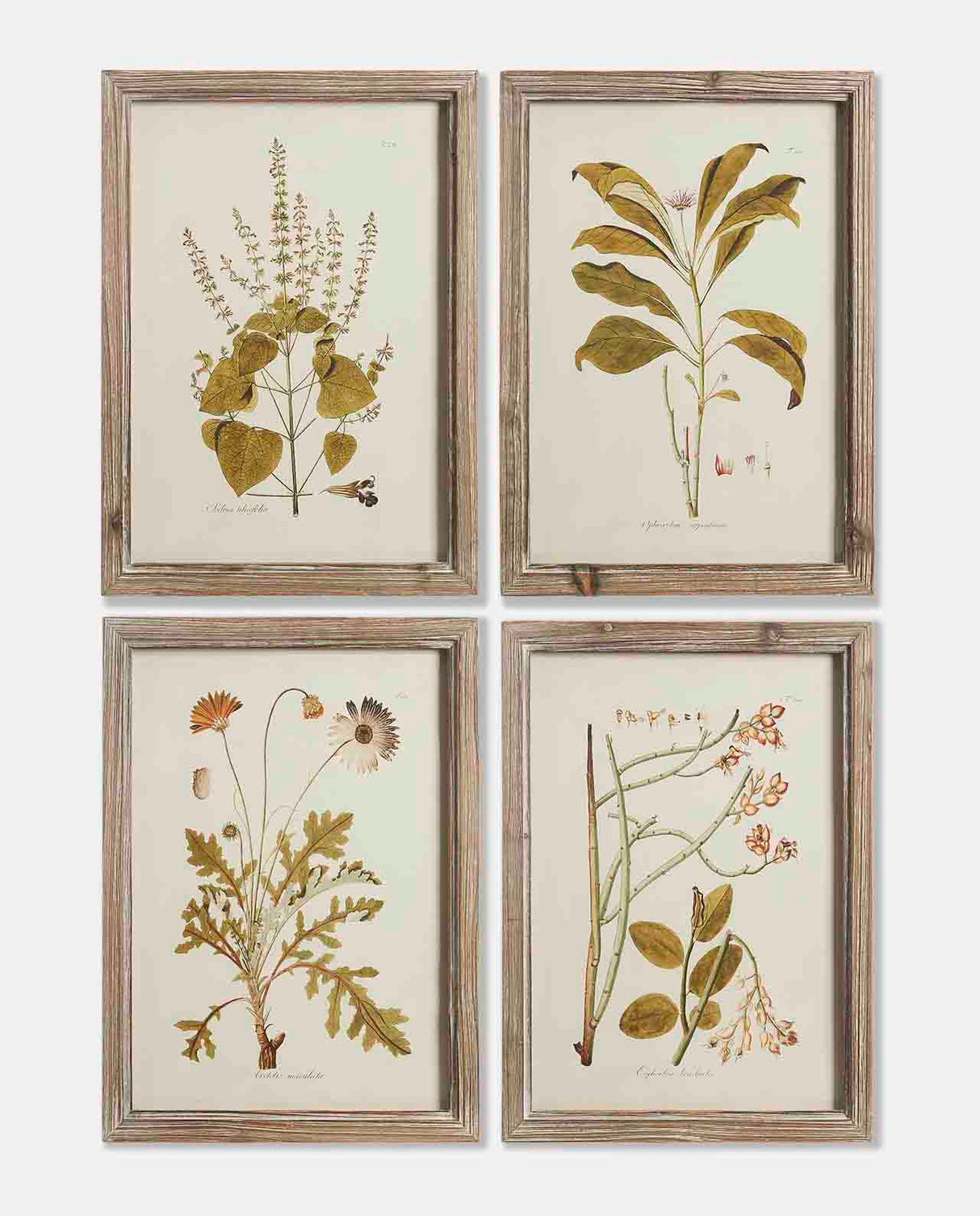 Dark Edged Framed Leaf Prints - Set of 4