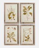 Dark Edged Framed Leaf Prints - Set of 4