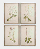 Dark Edged Framed Floral Prints - Set of 4